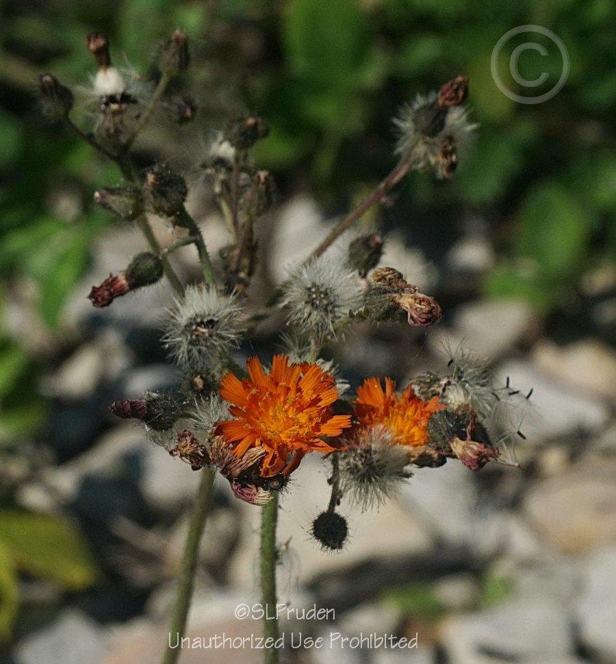 Photo of Orange Hawkweed (Pilosella aurantiaca subsp. aurantiaca) uploaded by DaylilySLP