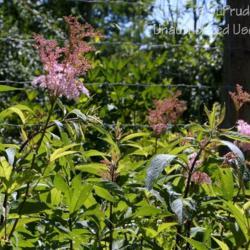 Location: Matthaei Botanical Gardens, Ann Arbor, MI
Date: 2014-07-06