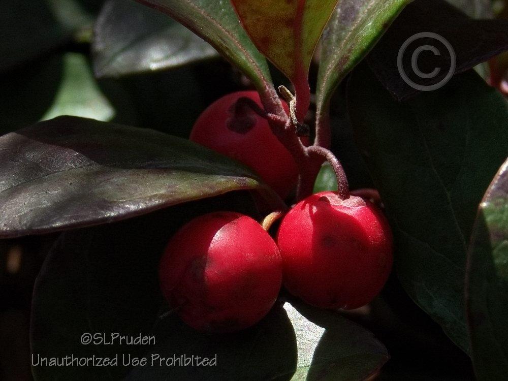 Photo of Wintergreen (Gaultheria procumbens) uploaded by DaylilySLP