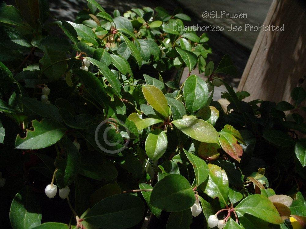 Photo of Wintergreen (Gaultheria procumbens) uploaded by DaylilySLP
