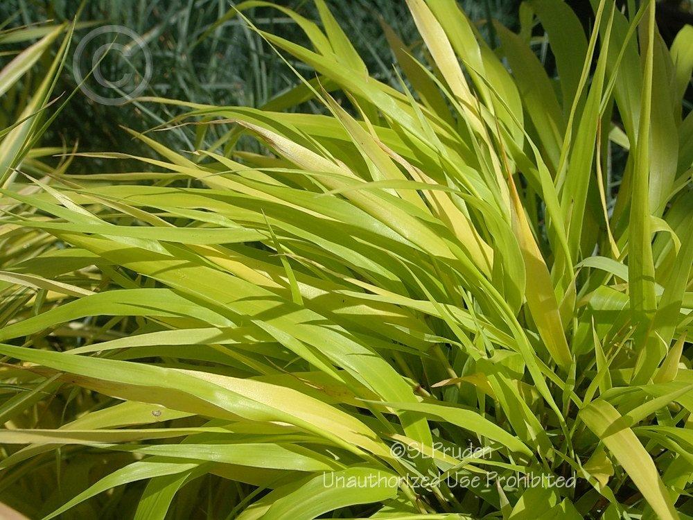 Photo of Japanese Forest Grass (Hakonechloa macra 'All Gold') uploaded by DaylilySLP