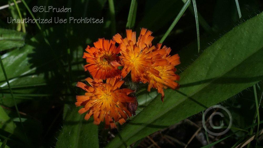 Photo of Orange Hawkweed (Pilosella aurantiaca subsp. aurantiaca) uploaded by DaylilySLP