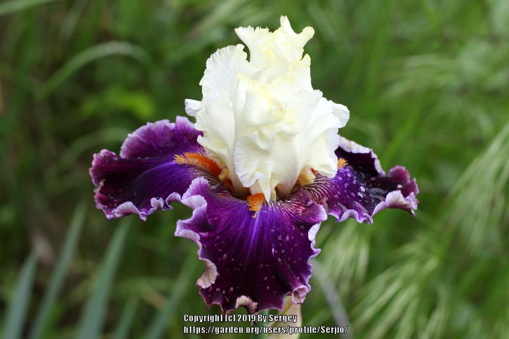 Photo of Tall Bearded Iris (Iris 'Regal Knave') uploaded by Serjio