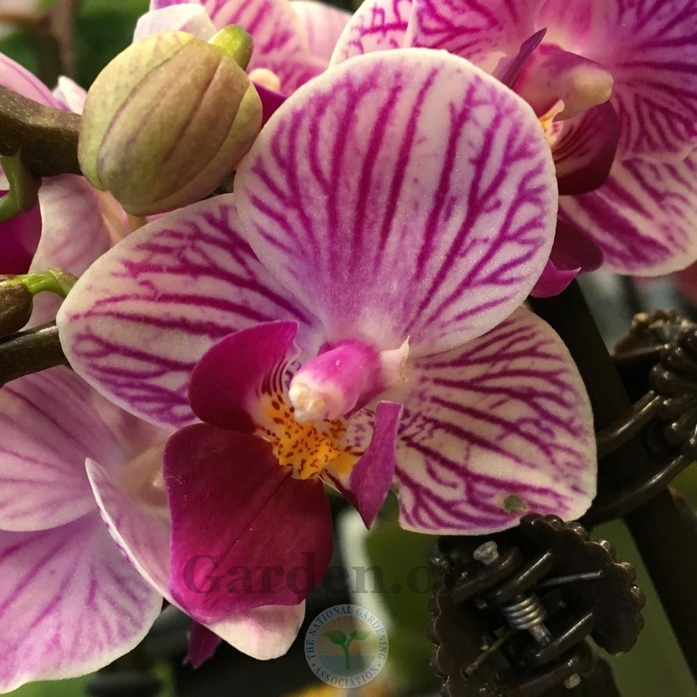 Photo of Orchid (Phalaenopsis Sogo Vivien) uploaded by BlueOddish