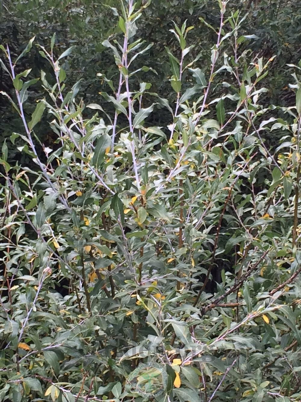 Photo of Willow (Salix) uploaded by BlueOddish