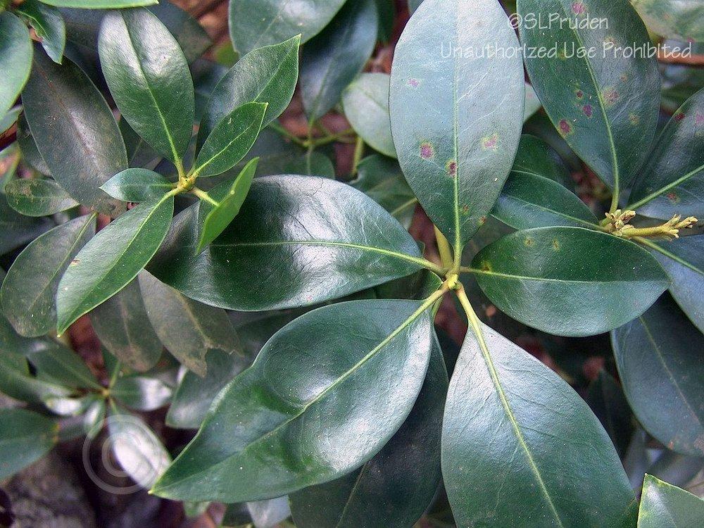 Photo of Mountain Laurel (Kalmia latifolia) uploaded by DaylilySLP