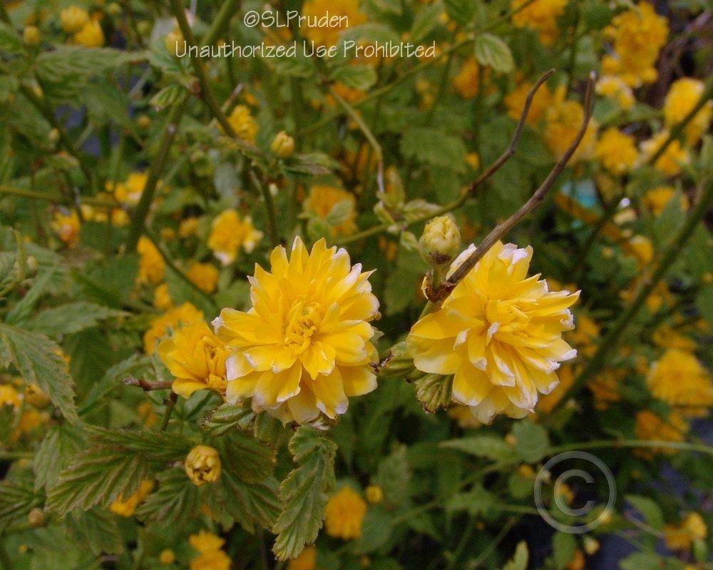 Photo of Double-Flowering Japanese Kerria (Kerria japonica 'Pleniflora') uploaded by DaylilySLP