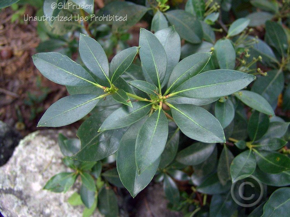 Photo of Mountain Laurel (Kalmia latifolia) uploaded by DaylilySLP