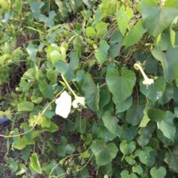 Location: Everglades National Park
Date: 2019-03-07
Guessing ipomoea spp.