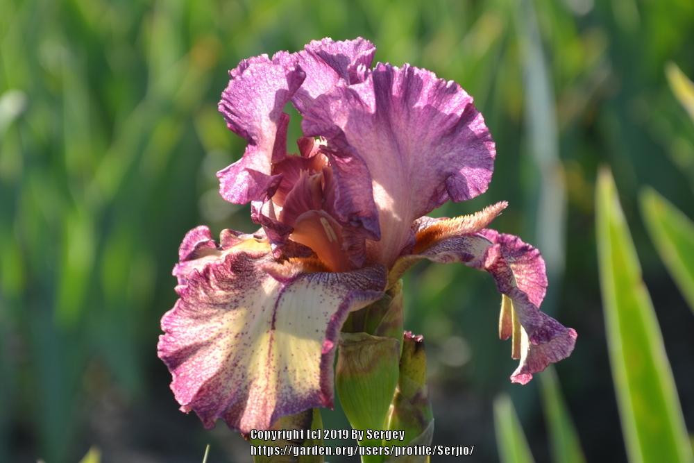 Photo of Tall Bearded Iris (Iris 'Rock Star') uploaded by Serjio