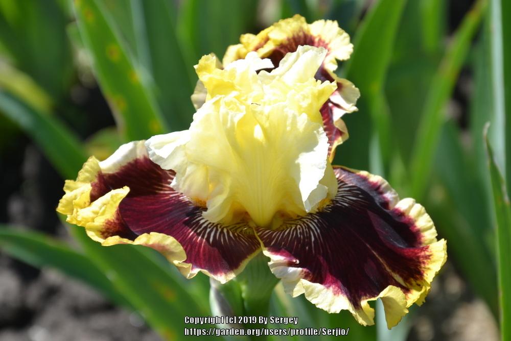 Photo of Tall Bearded Iris (Iris 'Rogue Trader') uploaded by Serjio