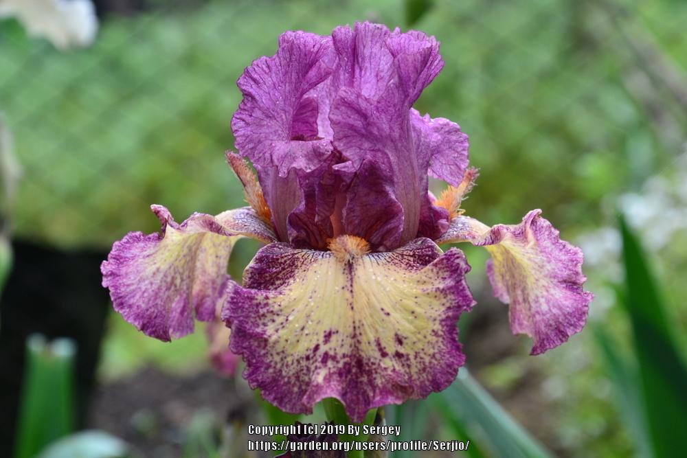 Photo of Tall Bearded Iris (Iris 'Rock Star') uploaded by Serjio