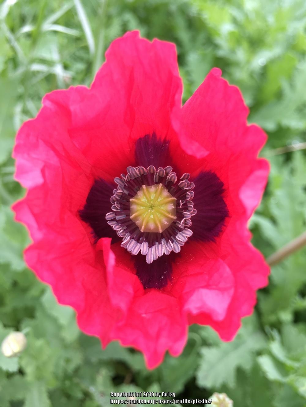 Photo of Poppies (Papaver) uploaded by piksihk