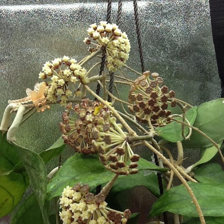 Photo of Wax Plant (Hoya ranauensis) uploaded by CoraBarner