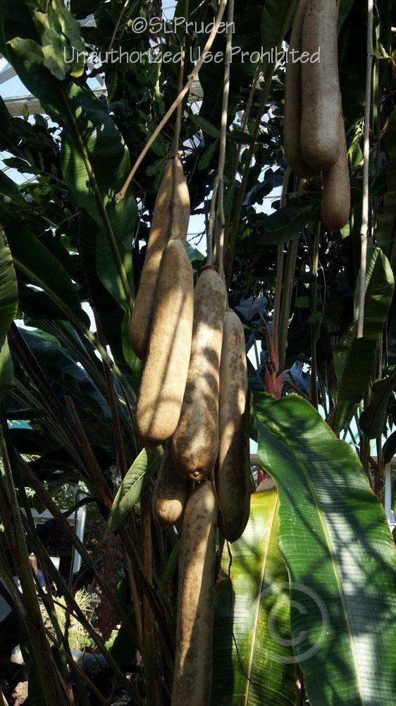 Photo of Sausage Tree (Kigelia africana) uploaded by DaylilySLP