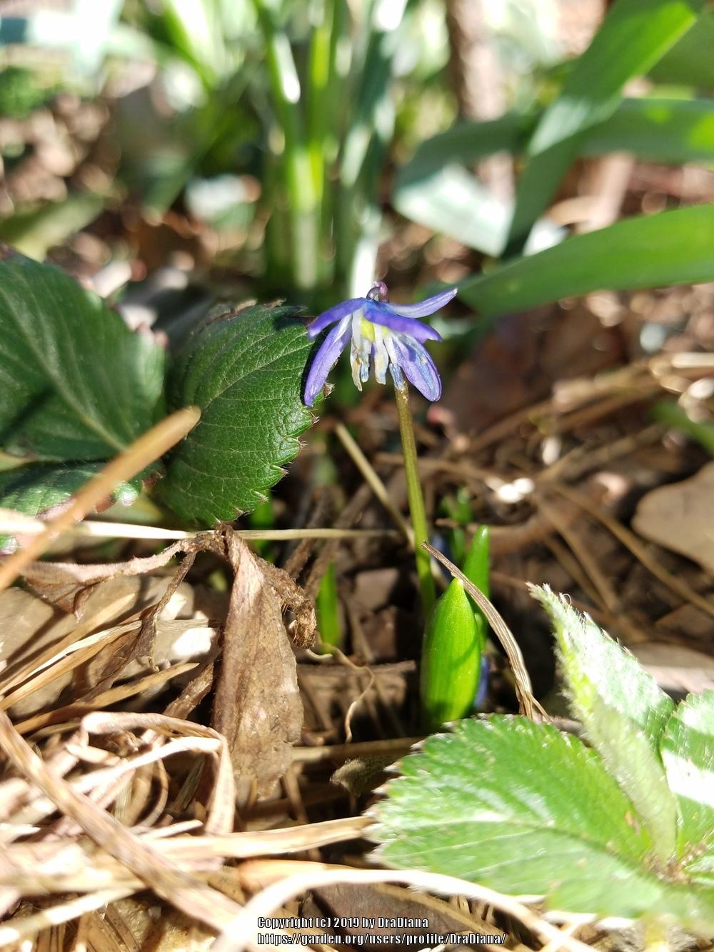 Photo of Siberian Squill (Scilla siberica 'Spring Beauty') uploaded by DraDiana