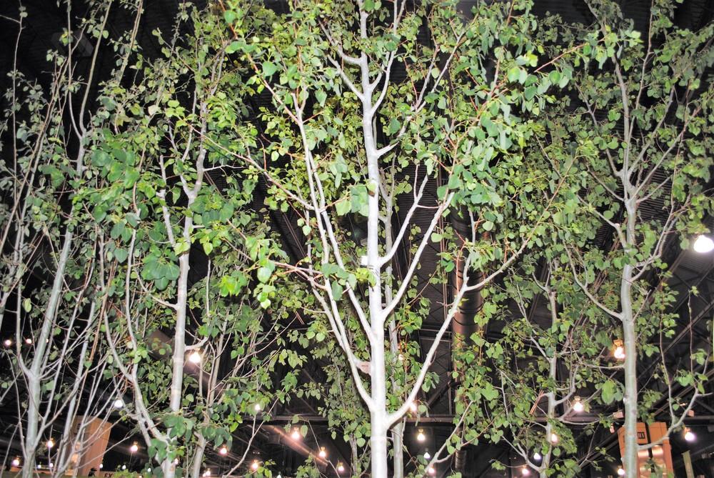 Photo of Quaking Aspen (Populus tremuloides) uploaded by ILPARW