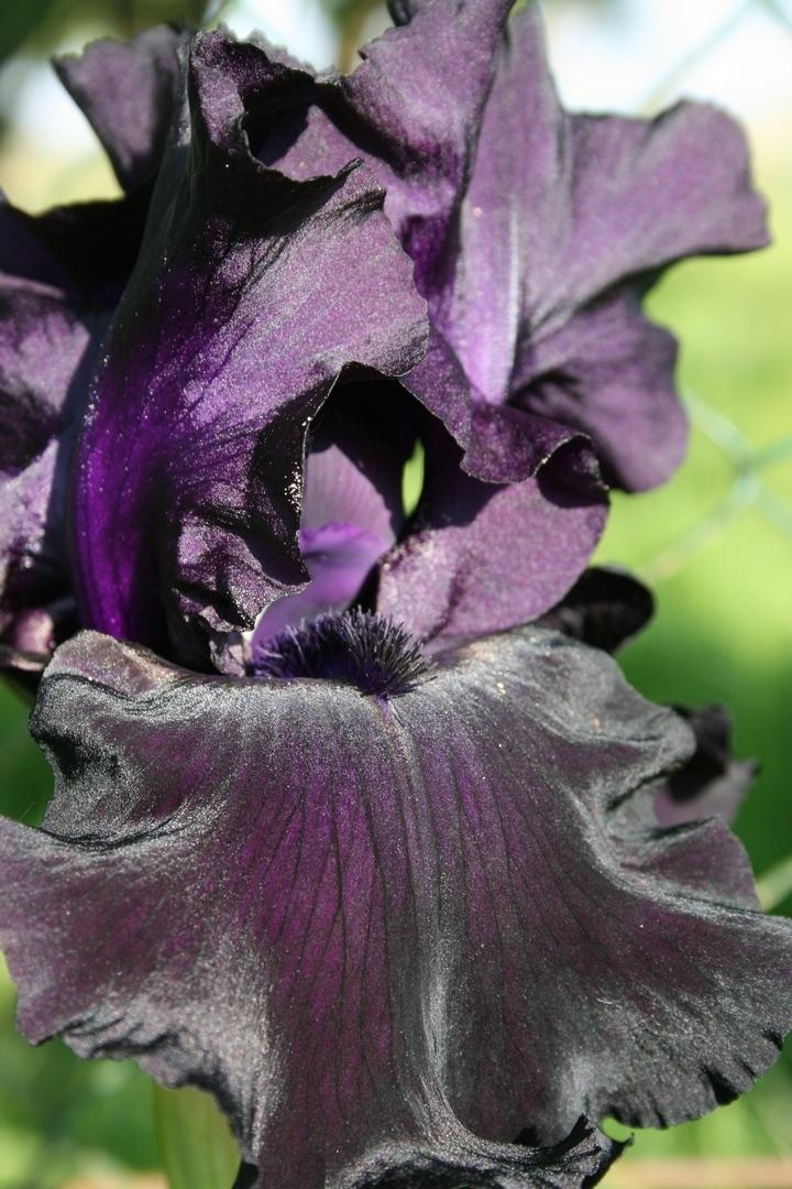 Photo of Tall Bearded Iris (Iris 'Paint It Black') uploaded by KevDam