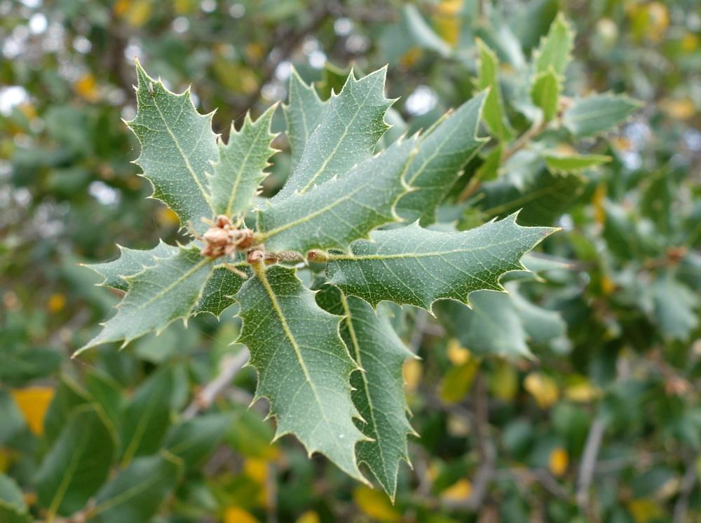 Photo of California Live Oak (Quercus agrifolia) uploaded by _Bleu_