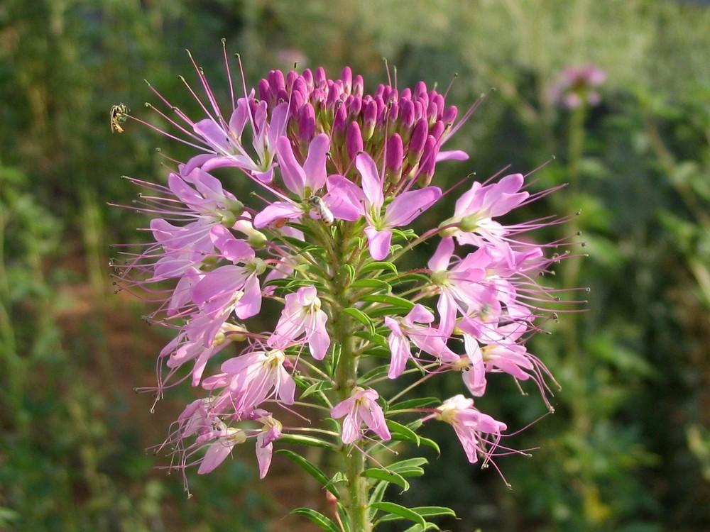 Photo of Rocky Mountain Beeplant (Cleomella serrulata) uploaded by _Bleu_