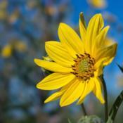 Giant sunflower, or tall sunflower, on the edge of Osprey Marsh i