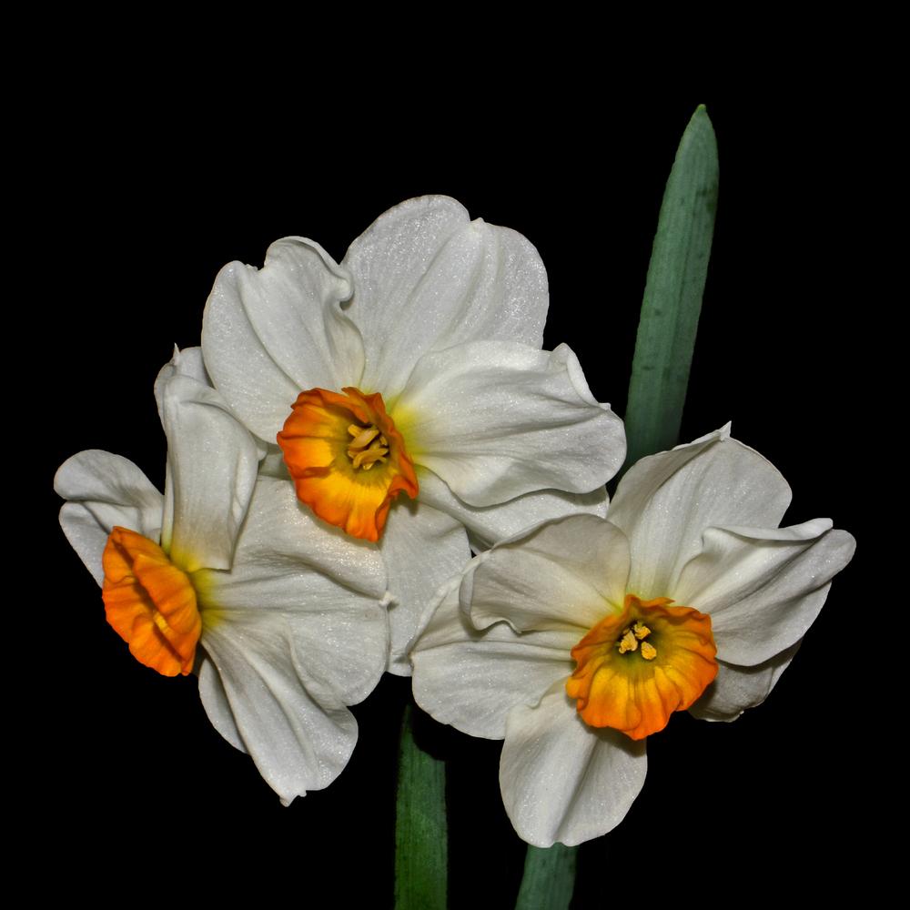 Photo of Daffodil (Narcissus 'Geranium') uploaded by dawiz1753