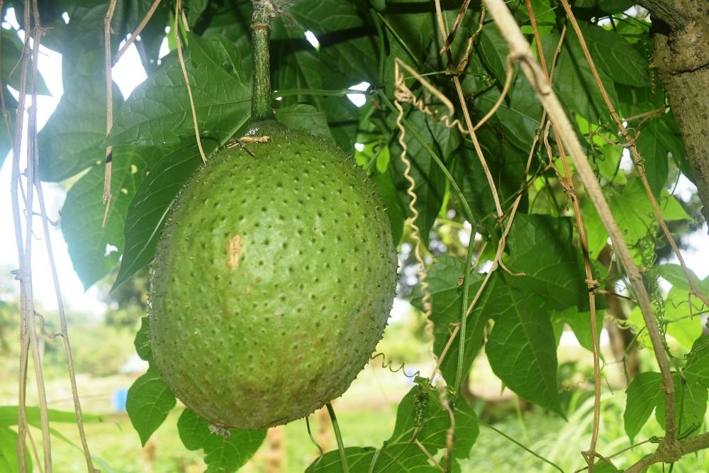 Photo of Spiny Bitter Gourd (Momordica cochinchinensis) uploaded by greene