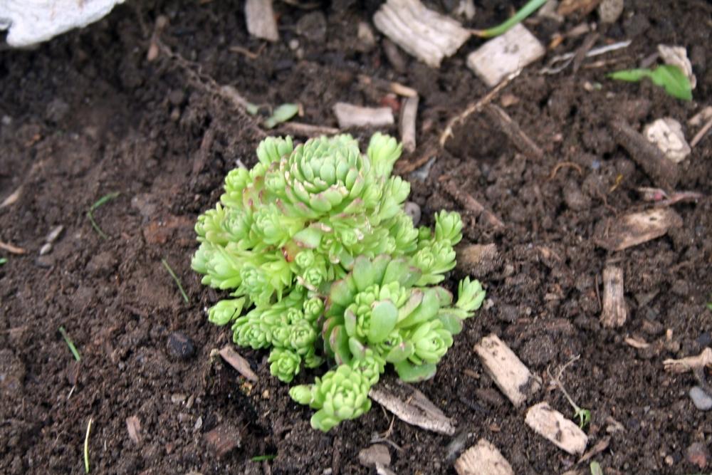 Photo of Turkish Hens and Chicks (Prometheum serpentinicum) uploaded by lauribob