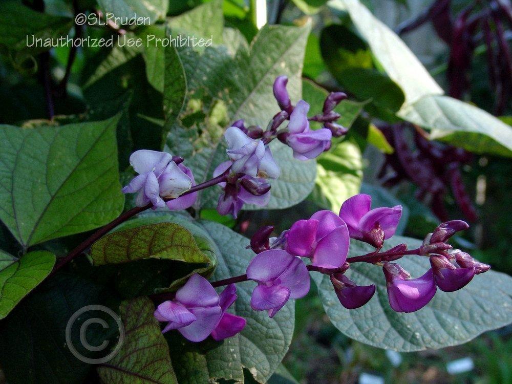 Photo of Purple Hyacinth Bean (Lablab purpureus) uploaded by DaylilySLP