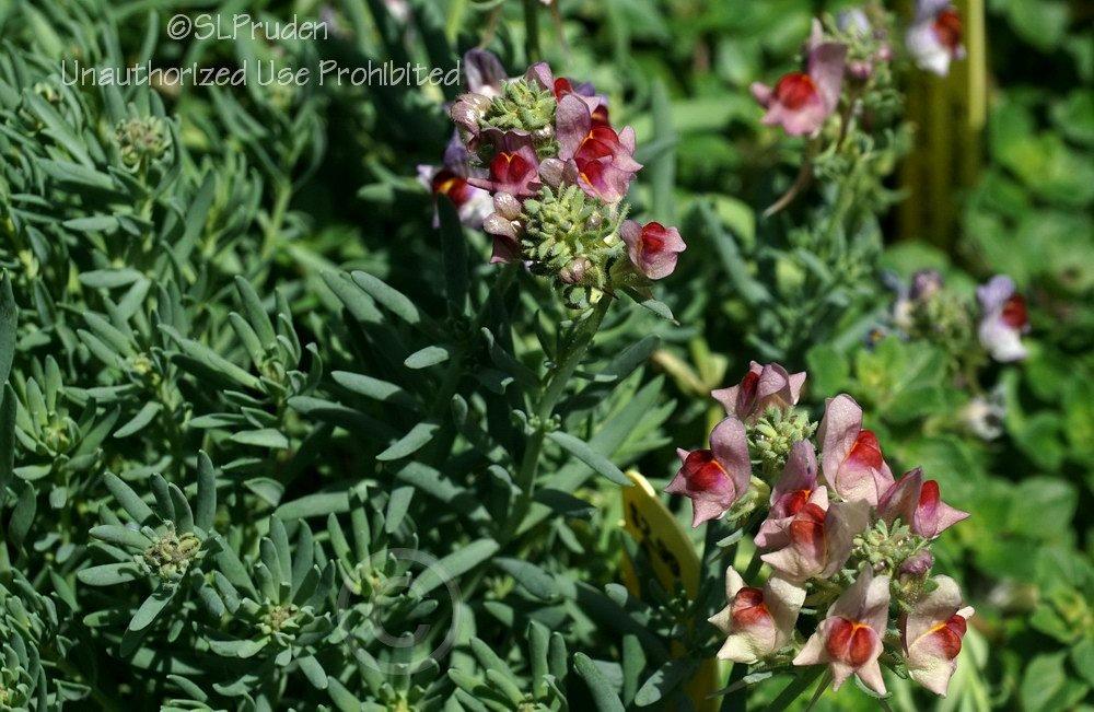 Photo of Toadflax (Linaria 'Neon Lights') uploaded by DaylilySLP