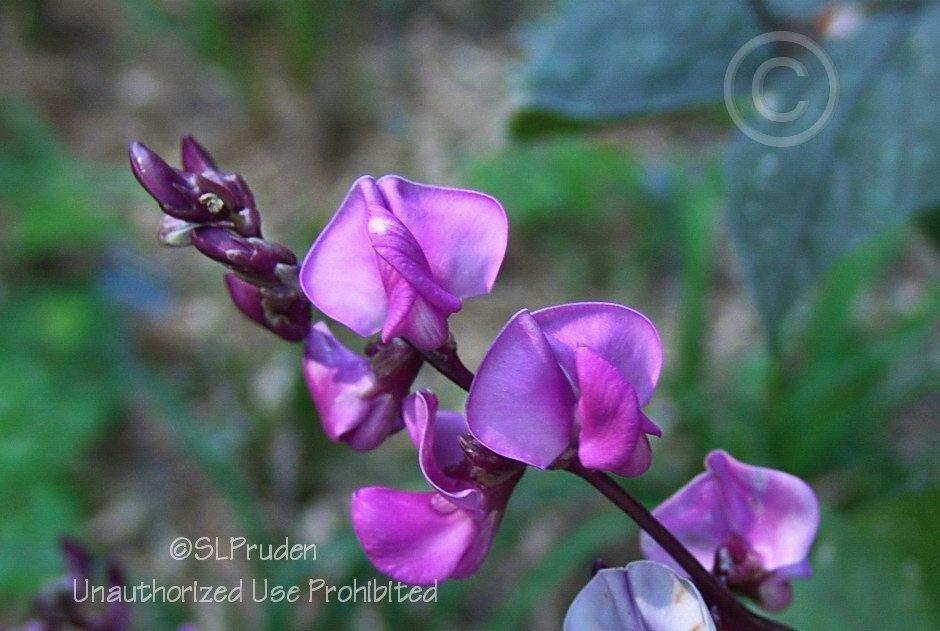 Photo of Purple Hyacinth Bean (Lablab purpureus) uploaded by DaylilySLP