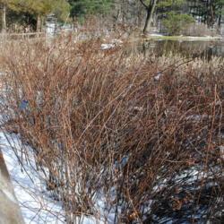 Location: Jenkins Arboretum in Berwyn, Pennsylvania
Date: 2018-02-18
shrub mass in wetland area in winter