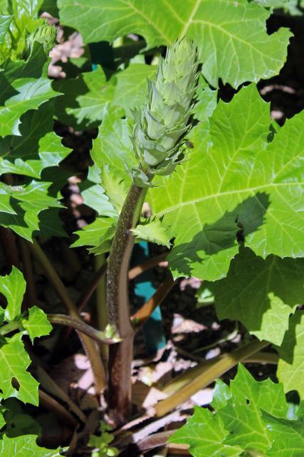 Photo of Bear's Breeches (Acanthus mollis) uploaded by RuuddeBlock