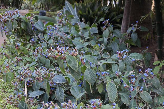 Photo of Blue Sage (Eranthemum pulchellum) uploaded by RuuddeBlock
