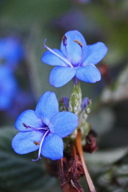 Photo of Blue Sage (Eranthemum pulchellum) uploaded by RuuddeBlock