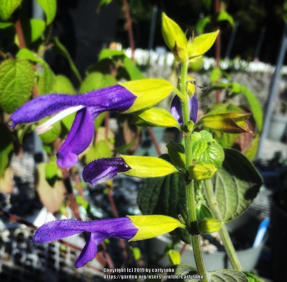 Photo of Mexican Sage (Salvia mexicana 'Limelight') uploaded by carlysuko