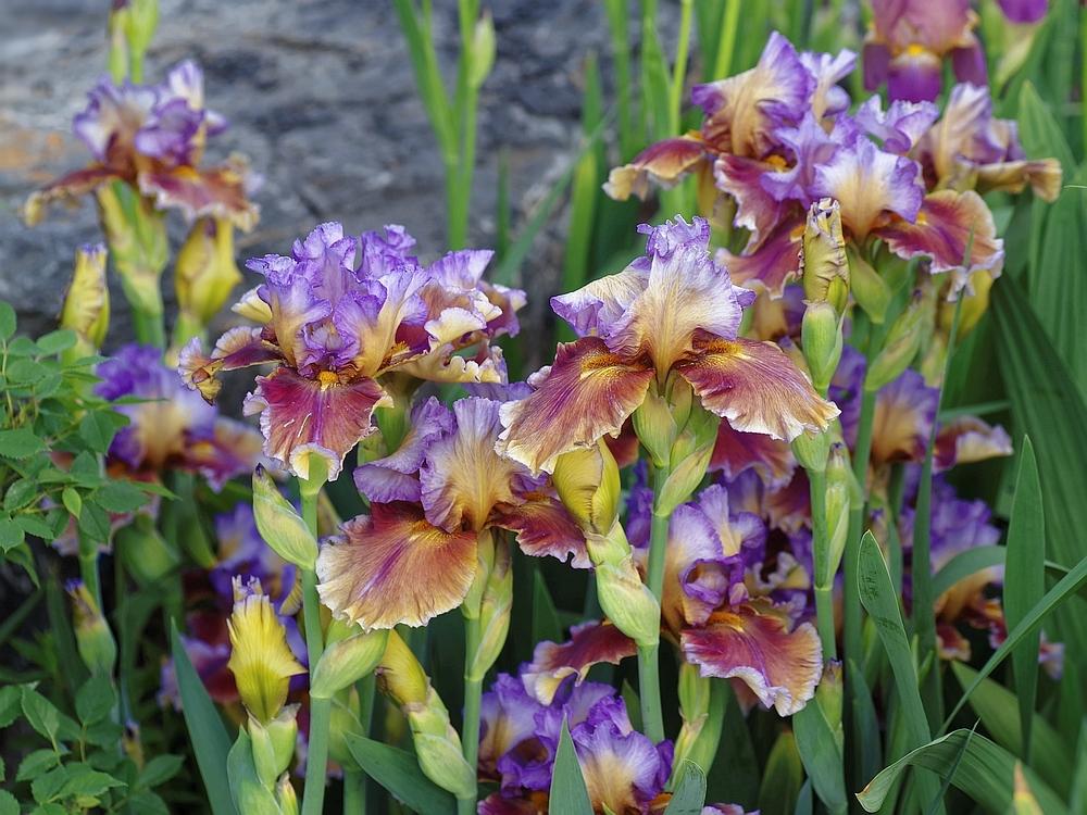 Photo of Tall Bearded Iris (Iris 'Cranfil's Gap') uploaded by dirtdorphins