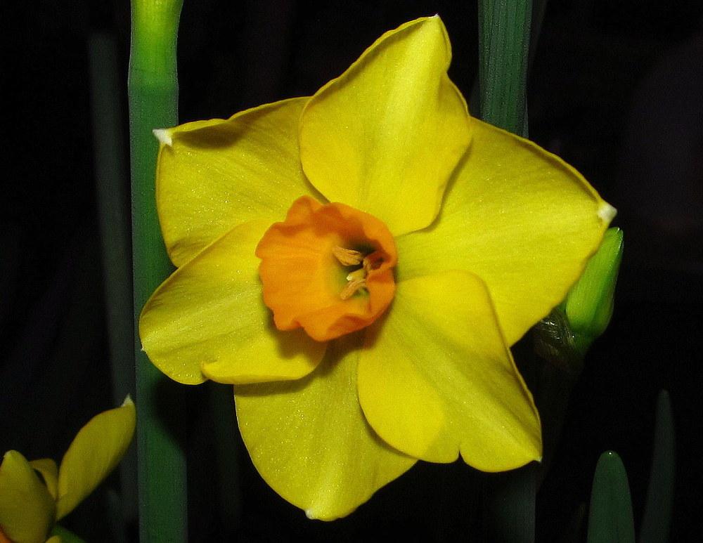 Photo of Tazetta Daffodil (Narcissus 'Martinette') uploaded by jmorth