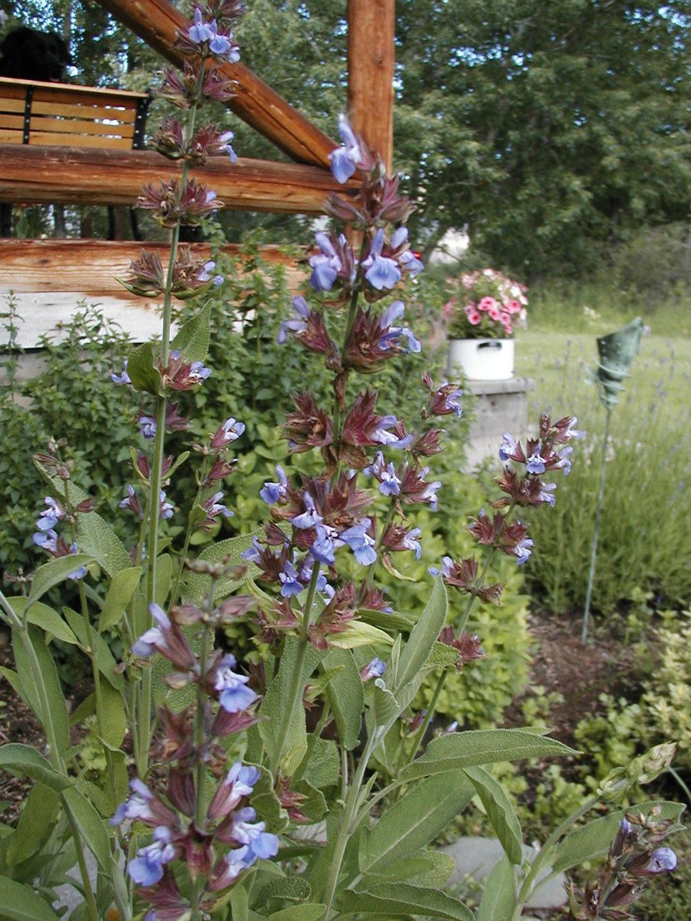 Photo of Culinary Sages (Salvia officinalis) uploaded by lauribob