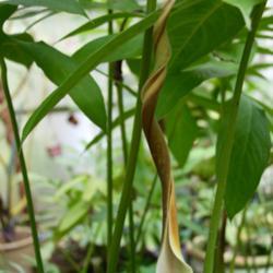 Location: My greenhouse, Florida
Date: 2019-03-13
Beautiful huge twisted spathe of Lasia with the diminutive spadix