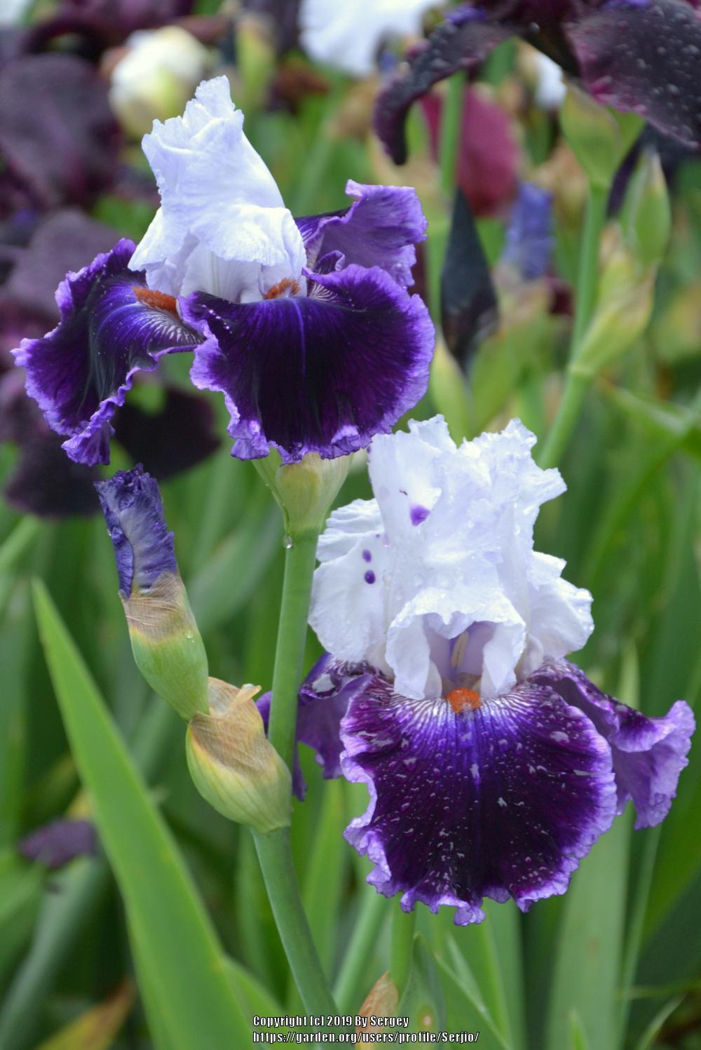 Photo of Tall Bearded Iris (Iris 'Royal Orders') uploaded by Serjio