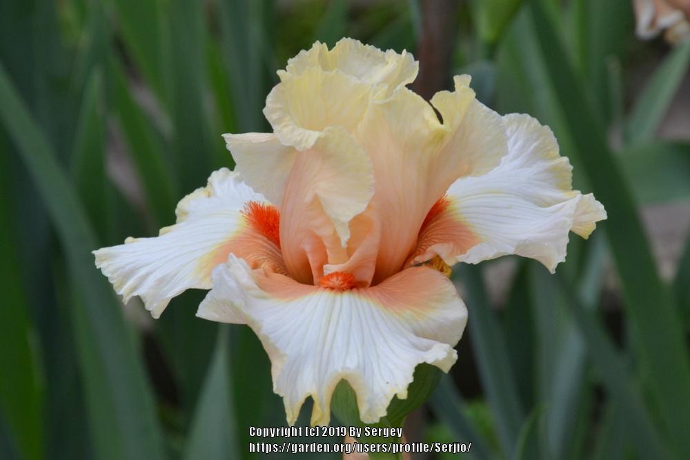 Photo of Tall Bearded Iris (Iris 'Santa') uploaded by Serjio
