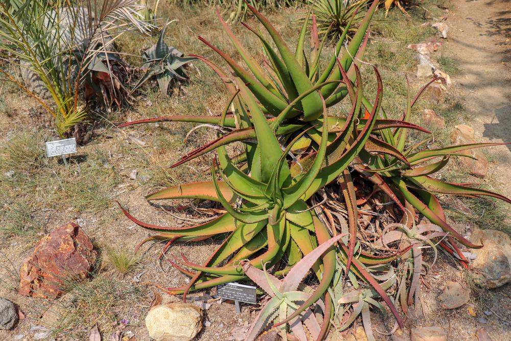 Photo of Shewa Aloe (Aloe schelpei) uploaded by Baja_Costero