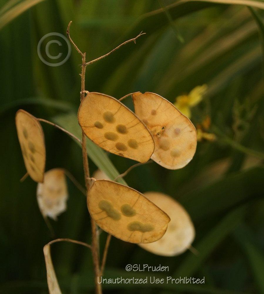 Photo of Money Plant (Lunaria annua) uploaded by DaylilySLP