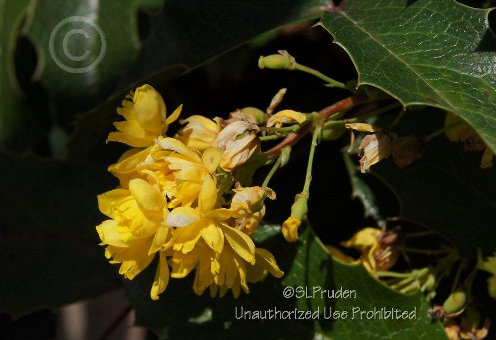 Photo of Oregon Grape (Mahonia aquifolium) uploaded by DaylilySLP