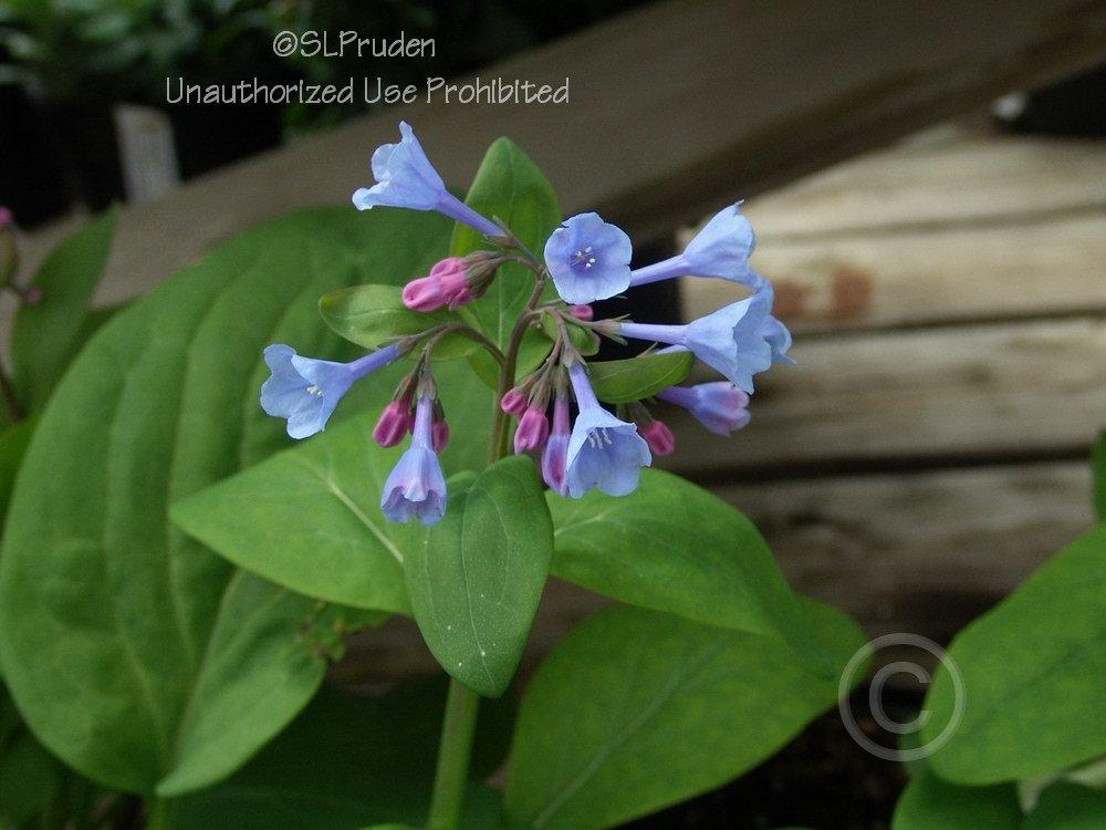 Photo of Virginia Bluebells (Mertensia virginica) uploaded by DaylilySLP