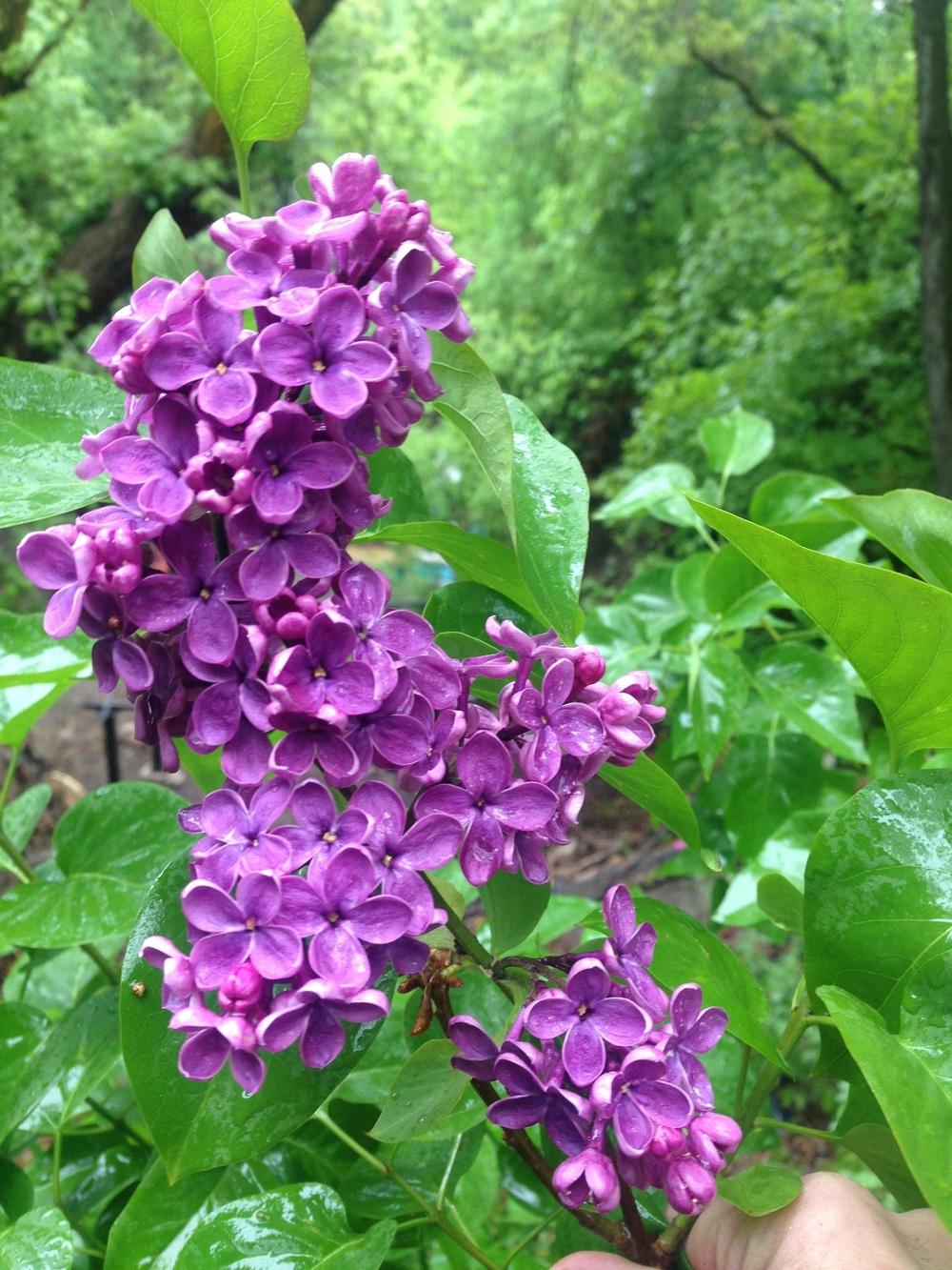 Photo of Common Lilac (Syringa vulgaris 'Charles Joly') uploaded by Ster17