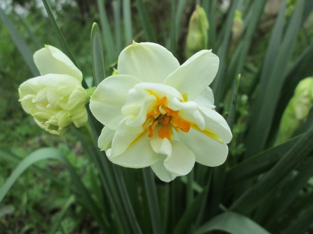 Photo of Double Daffodil (Narcissus 'Sir Winston Churchill') uploaded by christinereid54