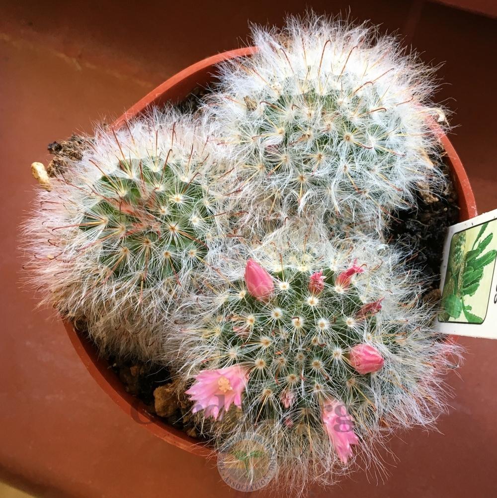 Photo of Powderpuff Cactus (Mammillaria bocasana 'Roseiflora') uploaded by BlueOddish