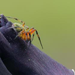 Location: My garden, Sweden
Date: Spring 2018
Brilliant Disquise with a spider (Araniella sp.)
